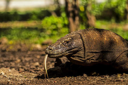 科莫多龙 巨蜥 komodoensis 在印度尼西亚科莫多国家公园。科莫多龙是世界上最大的蜥蜴。用分叉的舌头的科莫多龙的近视