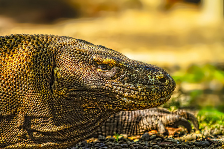 科莫多龙 巨蜥 komodoensis 在印度尼西亚科莫多国家公园。科莫多龙是世界上最大的蜥蜴。用分叉的舌头的科莫多龙的近视