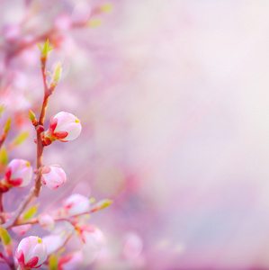 艺术美丽春天开花的树上天空背景