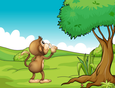一只猴子，看着树