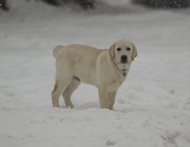 在新雪中的四个月大黄色实验室小狗