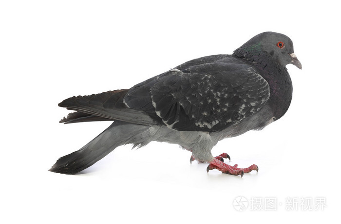 灰鸽子