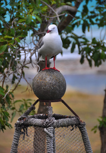 上龙虾的锅在凯凯伦乌海滩，新西兰 seagul