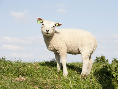 羊和小羊在草地上