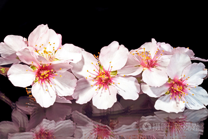 开花杏仁花关门