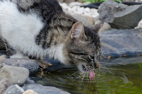 小小的猫