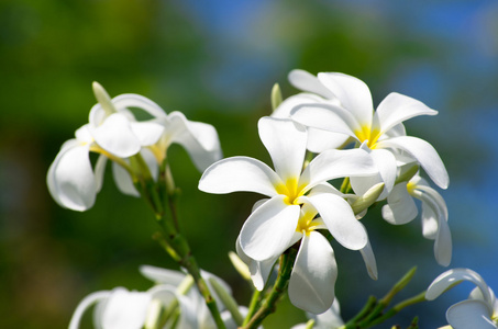 白梅香鲜花