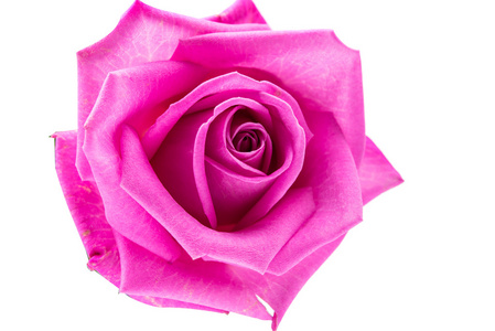孤立的粉红玫瑰