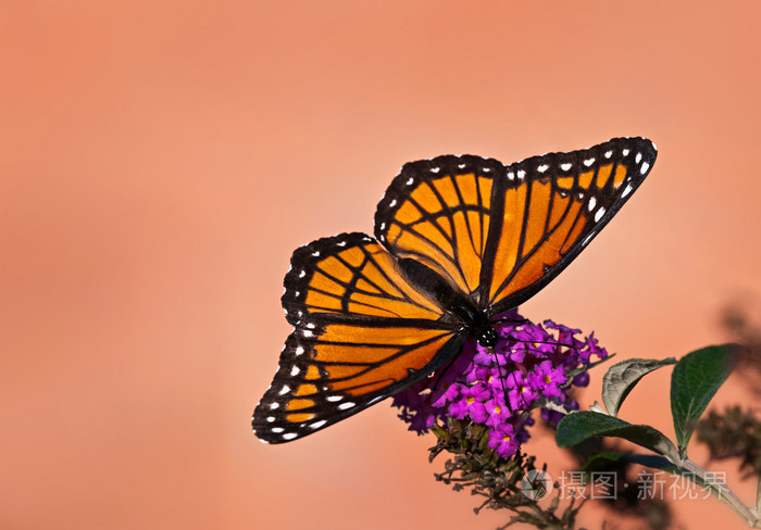 viceroy butterfly (limenitis archippus)