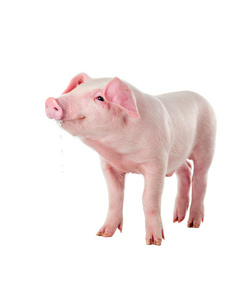丹麦长白猪的小猪仔品种
