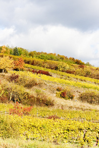 诃子地区秋季葡萄园降低奥地利，奥地利