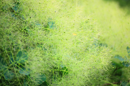 绿色小花黄栌或黄栌图片