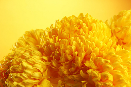 明亮菊花花朵，在黄色背景上