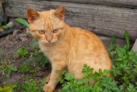 红色的猫坐在一棵草