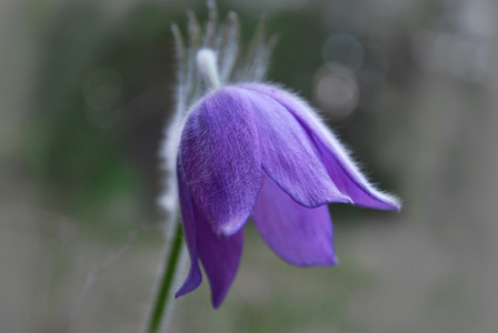 紫色雪花莲