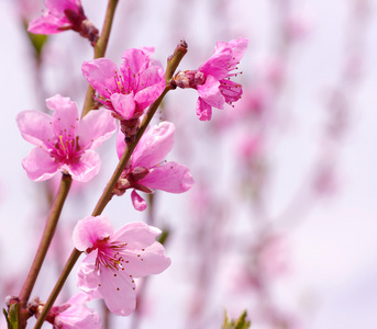 粉红色的花朵