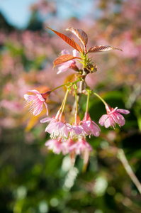 野生喜马拉雅山樱花盛开