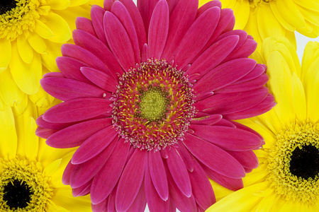 粉红色和黄色雏菊