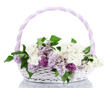 美丽的丁香鲜花在篮子上白色隔离