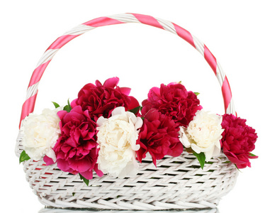 美丽的粉红色和白色牡丹在篮子里用弓上白色隔离