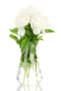 在用弓孤立在白色玻璃花瓶美丽白牡丹