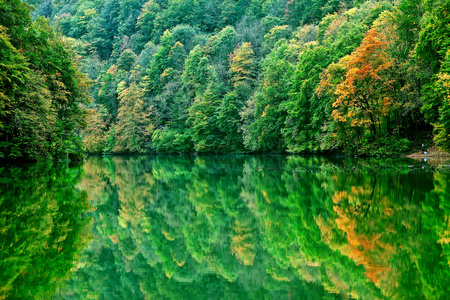 森林湖早晨在秋天