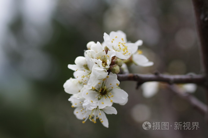 樱桃树开花