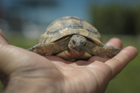 陆龟科 tortoiseon 白色孤立的背景海滩