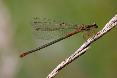 红黑蜻蜓 coenagrion puella