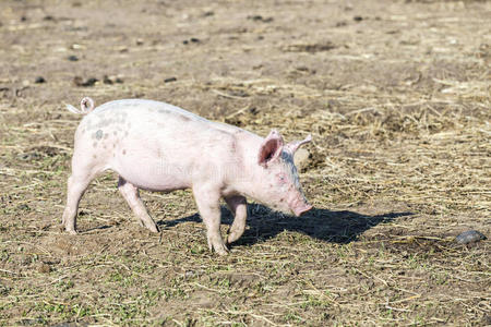 生物农场里的一群猪