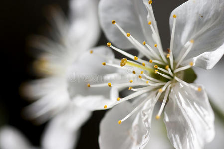 春暖花开