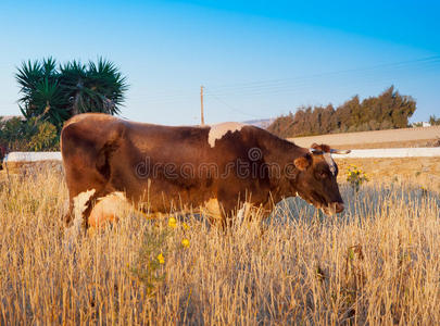夕阳下草地上的棕牛。