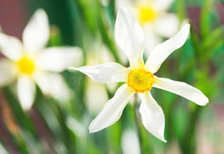 关闭黄色水仙花