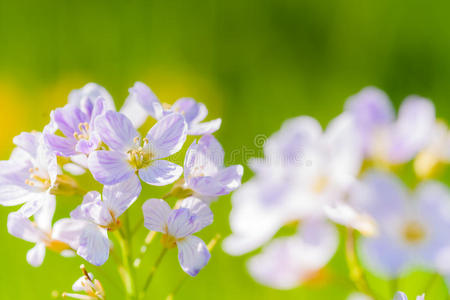 杜鹃花