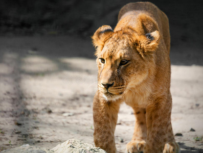 一只小母狮在大自然中的画像