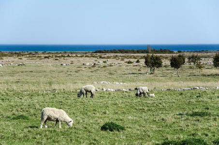 在海岸景观中放牧绵羊