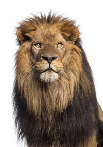 一只狮子的特写镜头，10岁的豹狮子座