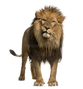 狮子站着，看着镜头，豹子狮子