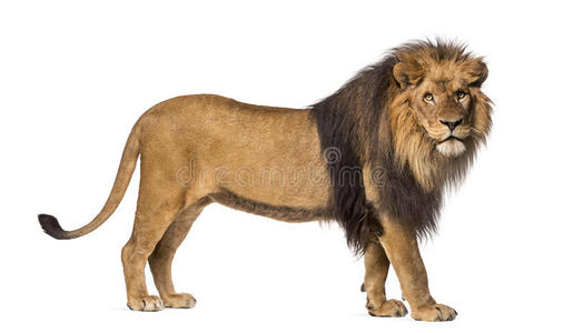 猫科动物 狮子 哺乳动物 食肉动物 照相机 狮子座 动物