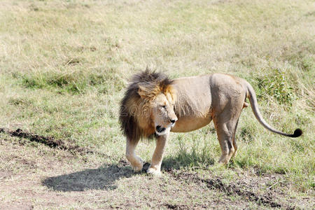 马赛马拉国家公园大草原上的一头狮子