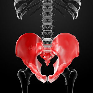 x射线下的骨盆三维渲染
