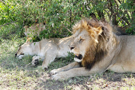 狮子和狮子拉辛的特写镜头