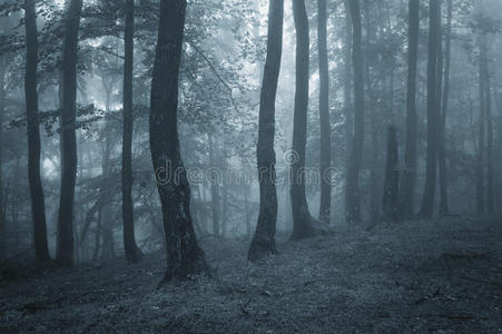 秋天神秘森林里的蓝雾