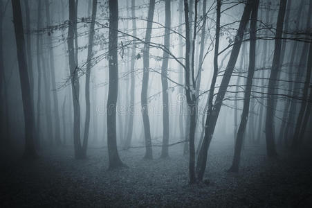 万圣节有雾的超现实森林