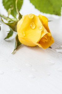湿黄色玫瑰