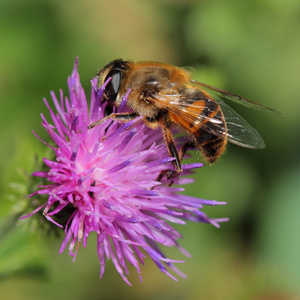 紫罗兰花上的 hoverfly。宏