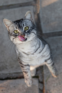 问那只猫食品