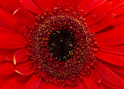 红色非洲菊