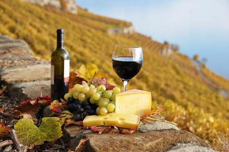 红酒 奶酪和平台上的熔丝在葡萄园的葡萄