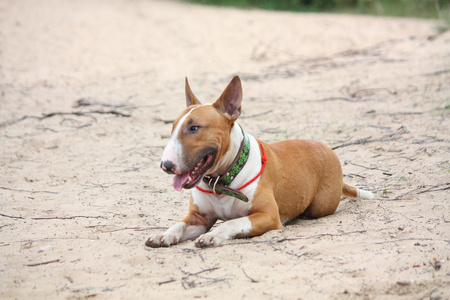 在地上休息的友好英国斗牛犬